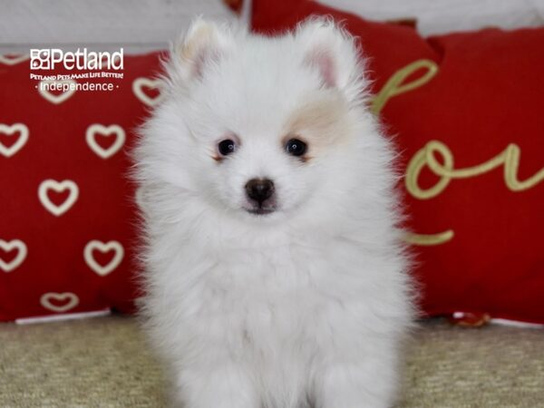 Pomeranian DOG Female Cream & White 4829 Petland Independence, Missouri