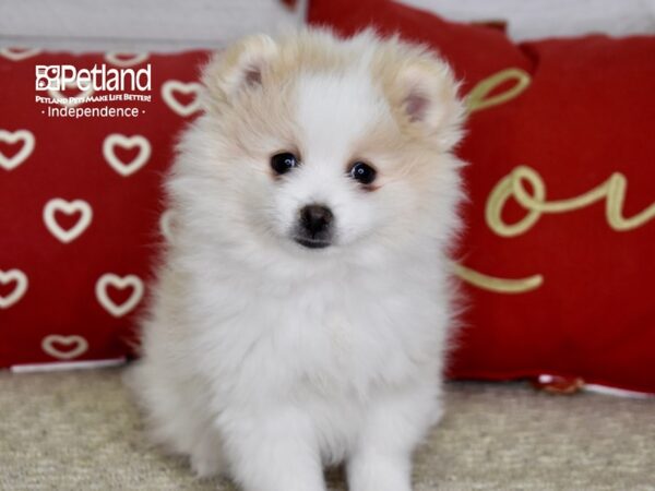 Pomeranian DOG Female Cream & White 4828 Petland Independence, Missouri