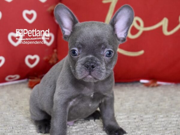 French Bulldog DOG Male Blue 4832 Petland Independence, Missouri