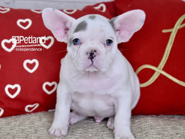 French Bulldog DOG Male White 4831 Petland Independence, Missouri