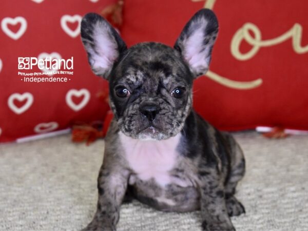 French Bulldog DOG Male Black Merle 4830 Petland Independence, Missouri