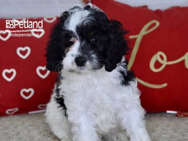 Cockapoo-DOG-Male-Black & White-4836-Petland Independence, Missouri