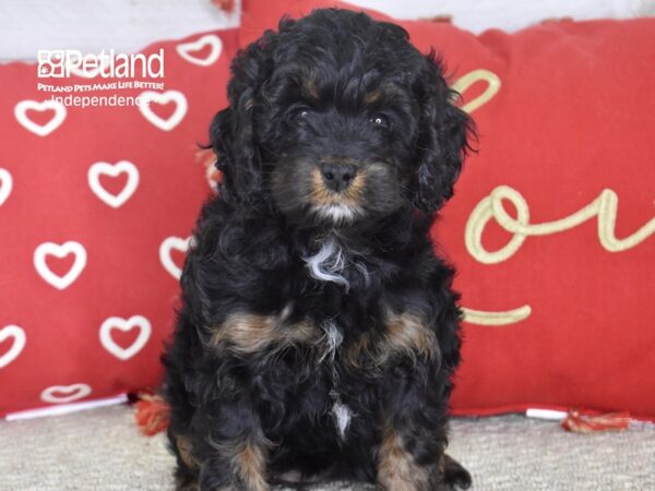 Cockapoo-DOG-Female-Black & Tan-4835-Petland Independence, Missouri