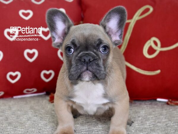 French Bulldog DOG Male Blue Fawn 4834 Petland Independence, Missouri