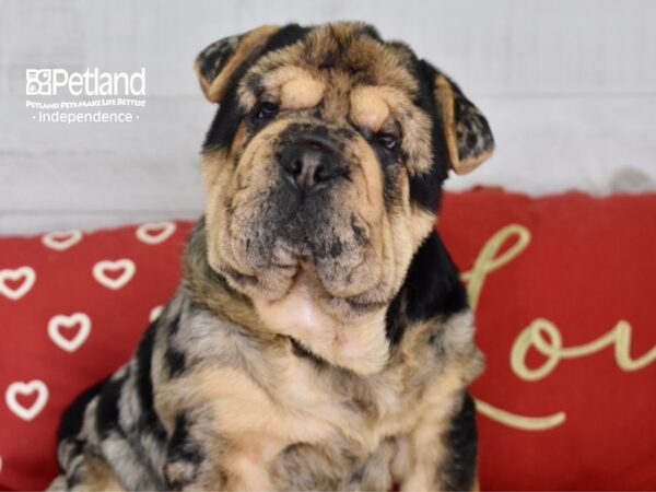 Bullpei-DOG-Female-Blue Merle-4752-Petland Independence & Lee's Summit, MO