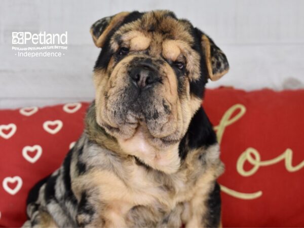 Bullpei DOG Female Blue Merle 4752 Petland Independence, Missouri