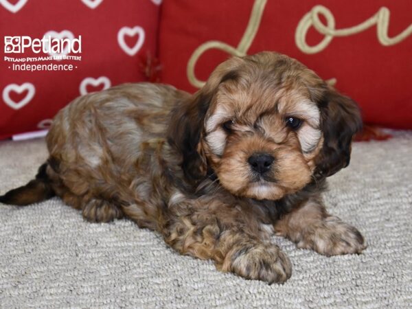 Cavapoo DOG Male Sable 4846 Petland Independence, Missouri