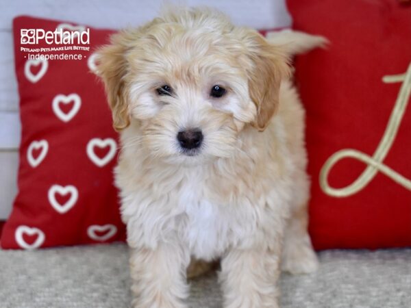 Miniature Goldendoodle 2nd Gen-DOG-Female-Golden-4845-Petland Independence, Missouri