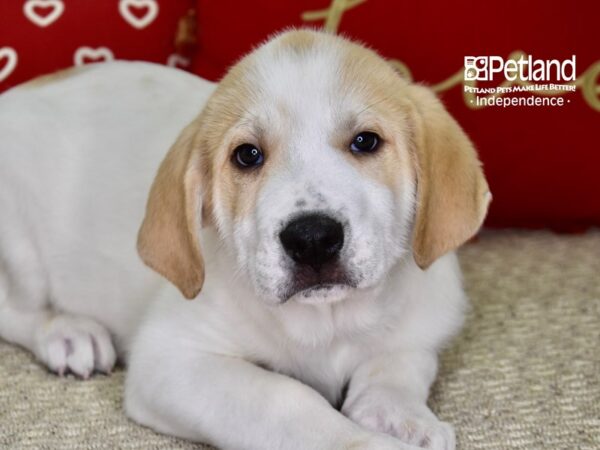 Anatolian Heeler DOG Male Tan & White 4842 Petland Independence, Missouri