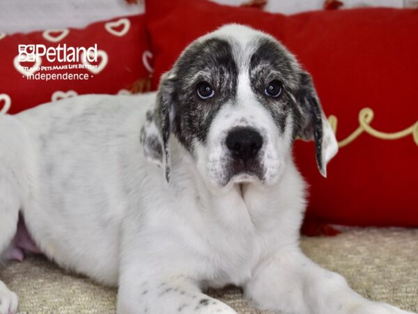 Anatolian Heeler DOG Female Merle & White 4841 Petland Independence, Missouri