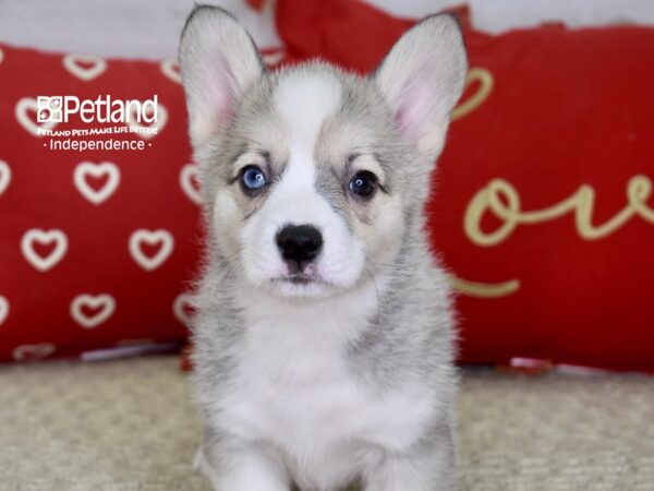 Pembroke Welsh Corgi DOG Female Blue Fawn 4858 Petland Independence, Missouri