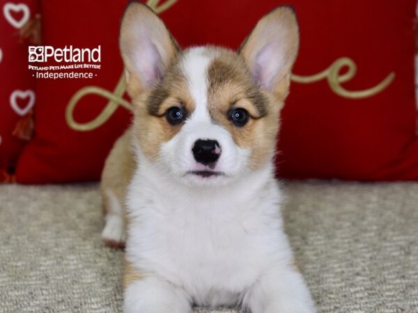 Pembroke Welsh Corgi-DOG-Female-Sable-4859-Petland Independence, Missouri