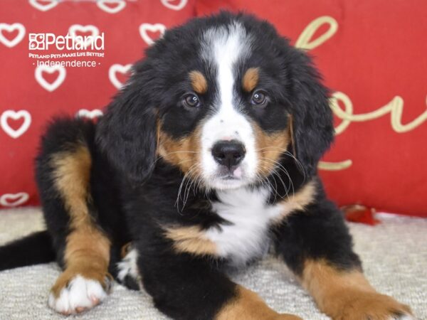 Bernese Mountain Dog-DOG-Male-Black, Rust, & White-4857-Petland Independence, Missouri