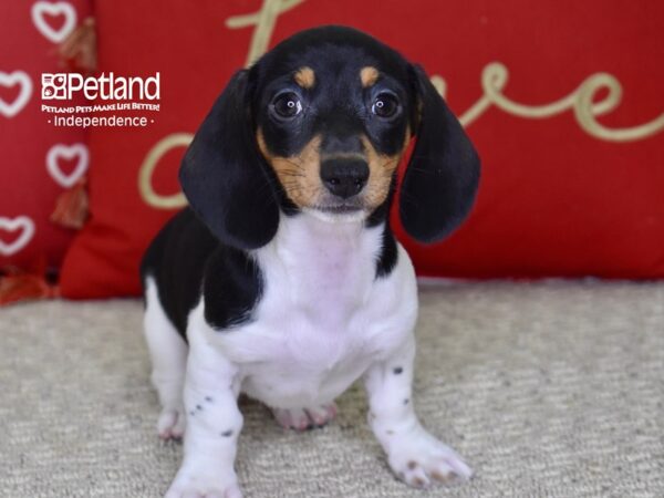 Dachshund-DOG-Female-Black & Tan Piebald-4851-Petland Independence, Missouri