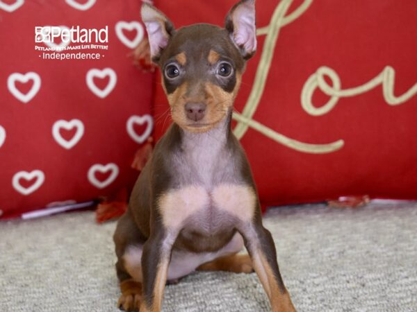 Miniature Pinscher DOG Female Chocolate & Tan 4848 Petland Independence, Missouri