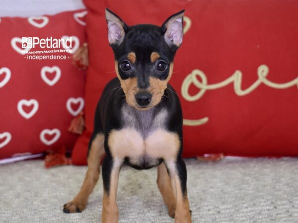 Miniature Pinscher DOG Female Black & Rust 4849 Petland Independence, Missouri