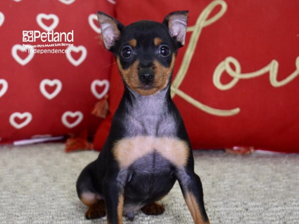 Miniature Pinscher DOG Male Black & Rust 4850 Petland Independence, Missouri