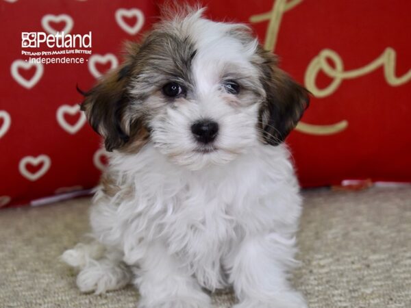 Havanese DOG Male Red & White 4854 Petland Independence, Missouri