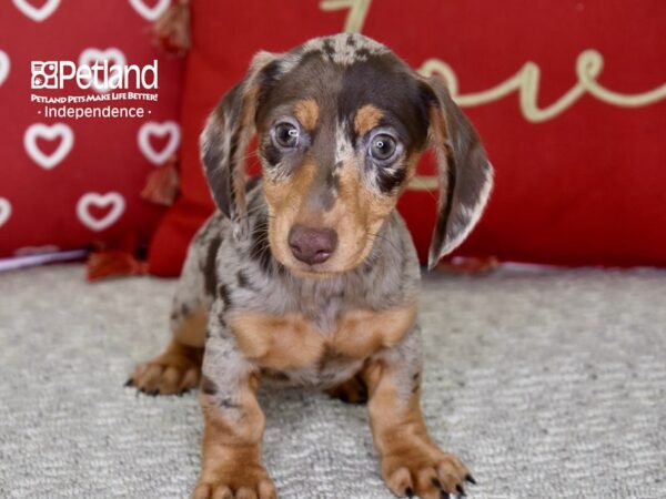 Dachshund DOG Male Chocolate & Tan Dapple 4853 Petland Independence, Missouri