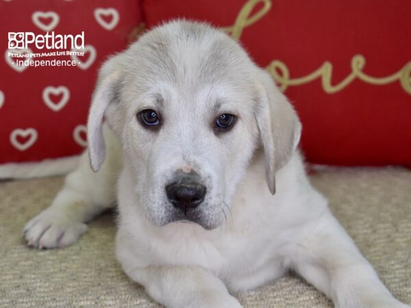 Anatolian Heeler-DOG-Male-Brindle & White-4862-Petland Independence, Missouri