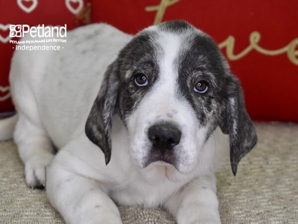 Anatolian Heeler-DOG-Male-Brindle & White-4863-Petland Independence & Lee's Summit, MO