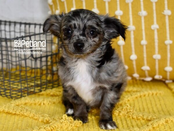 Chihuahua DOG Male Merle 4878 Petland Independence, Missouri