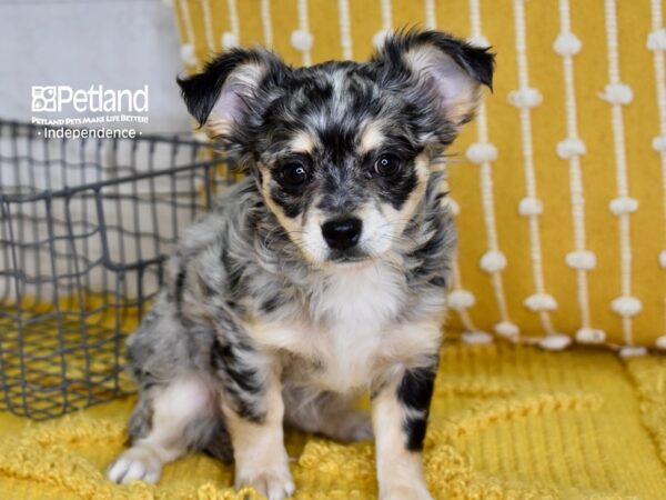 Chihuahua DOG Female Merle 4879 Petland Independence, Missouri