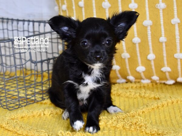 Chihuahua DOG Female Black 4880 Petland Independence, Missouri