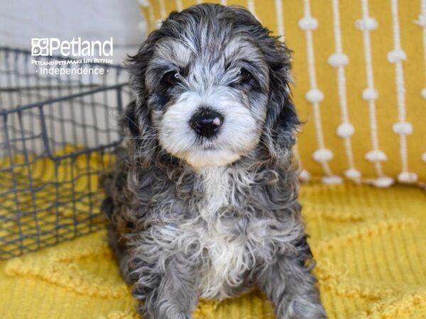 Cockapoo-DOG-Male-Blue Merle-4881-Petland Independence, Missouri