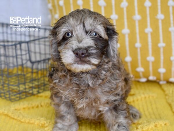 Cockapoo-DOG-Male-Chocolate Merle-4882-Petland Independence, Missouri