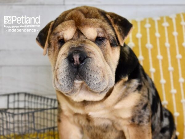 Bullpei-DOG-Male-Blue Merle-4751-Petland Independence & Lee's Summit, MO