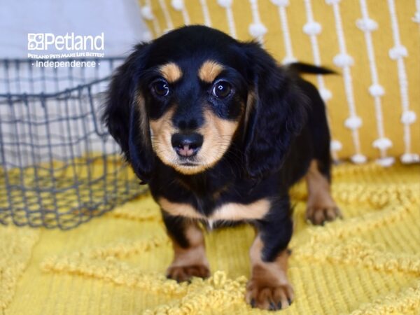 Dachshund DOG Male Black & Tan 4884 Petland Independence, Missouri