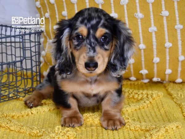 Dachshund-DOG-Male-Dapple-4883-Petland Independence, Missouri