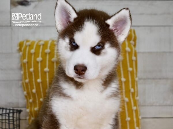 Siberian Husky DOG Male Red & White 4874 Petland Independence, Missouri