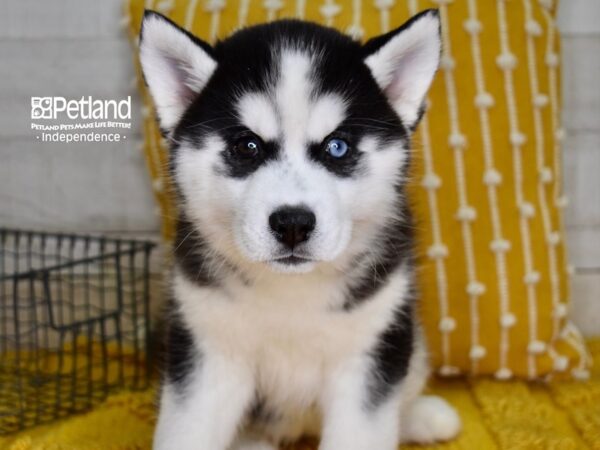 Siberian Husky DOG Female Black & White 4877 Petland Independence, Missouri