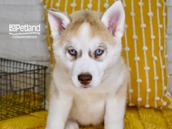 Siberian Husky DOG Female Silver & White 4876 Petland Independence, Missouri