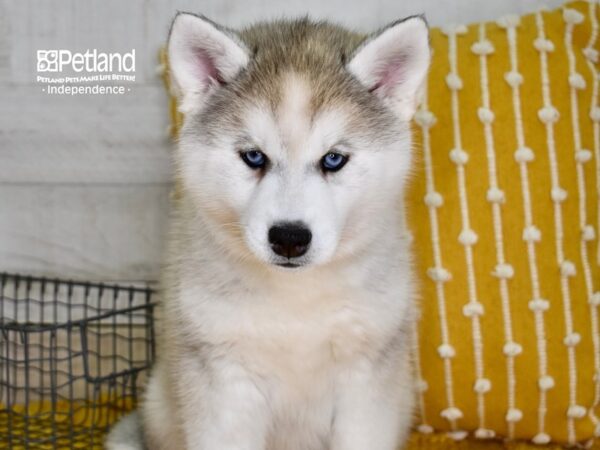 Siberian Husky DOG Female Silver & White 4875 Petland Independence, Missouri