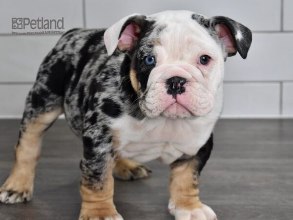 English Bulldog-DOG-Male-Blue Tri Merle-5043-Petland Independence, Missouri