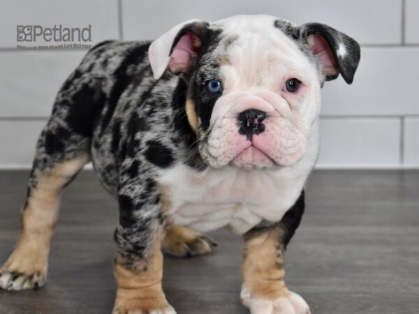 English Bulldog DOG Male Blue Tri Merle 5043 Petland Independence, Missouri