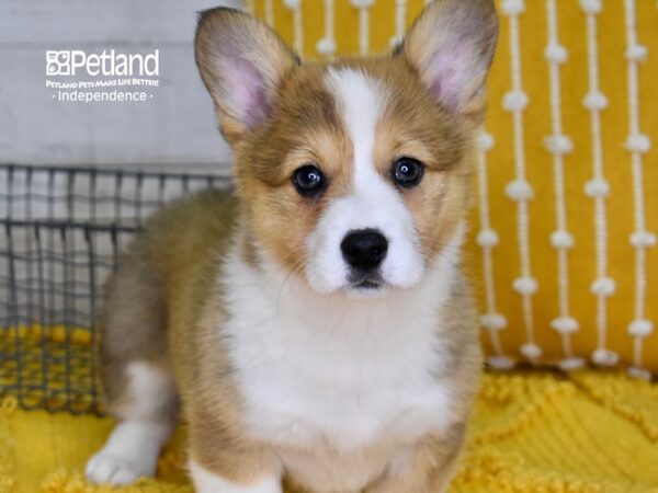 Pembroke Welsh Corgi DOG Female Sable 4892 Petland Independence, Missouri