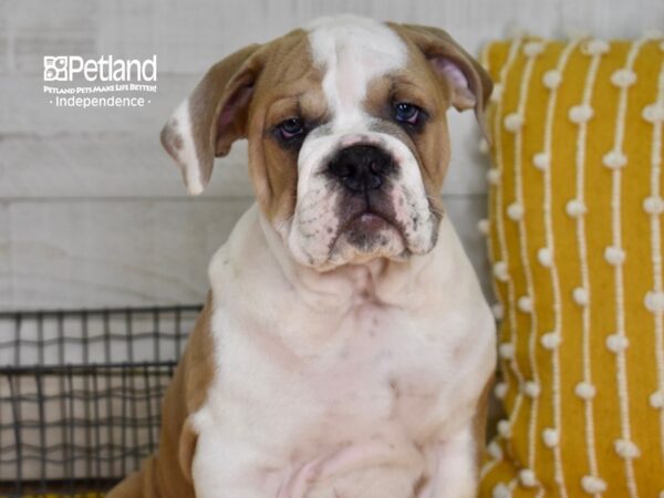 Victorian Bulldog DOG Male Blue Fawn 4891 Petland Independence, Missouri