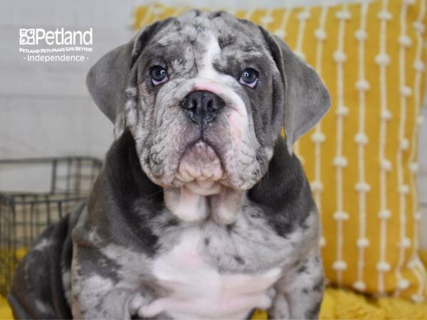 Victorian Bulldog DOG Male Blue Merle 4890 Petland Independence, Missouri