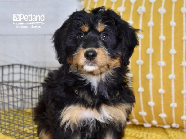 Miniature Bernadoodle-DOG-Female-Black & Tan-4889-Petland Independence & Lee's Summit, MO