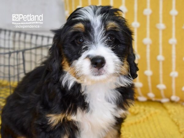 Miniature Bernadoodle-DOG-Female-Tri-4888-Petland Independence & Lee's Summit, MO