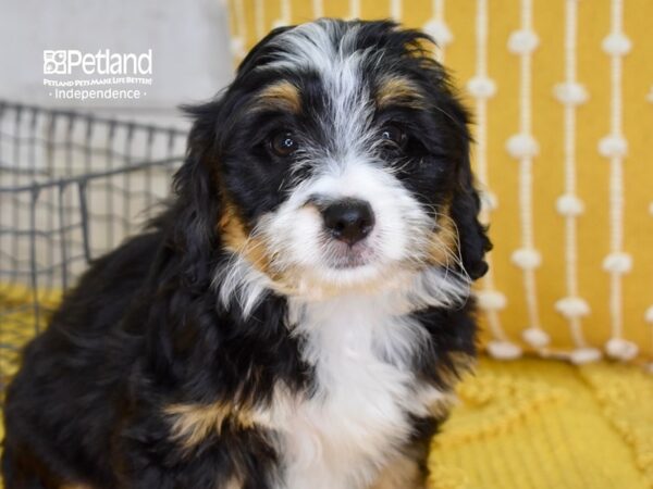 Miniature Bernadoodle-DOG-Female-Tri-4888-Petland Independence, Missouri