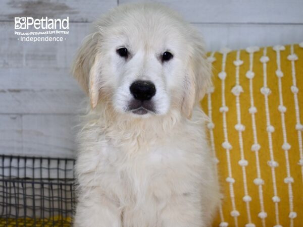 Golden Retriever DOG Male Golden 4866 Petland Independence, Missouri