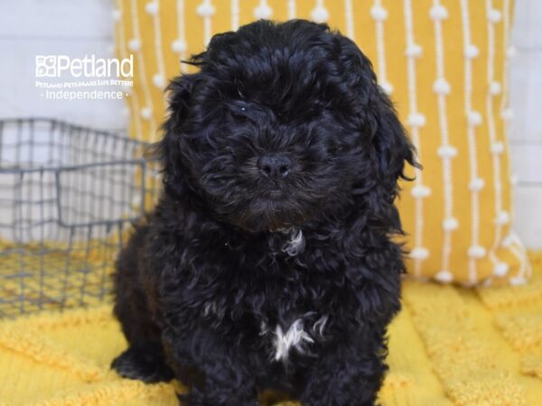 Shih Poo DOG Male Black 4893 Petland Independence, Missouri