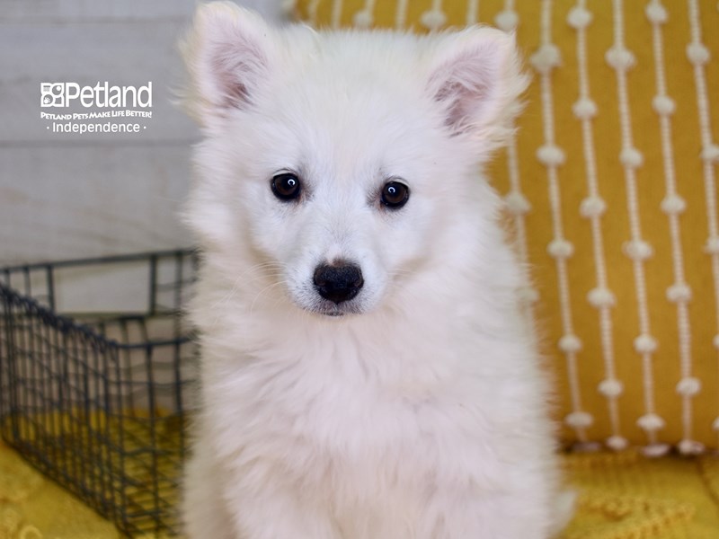 American Eskimo-DOG-Female-White-3520485-Petland Independence, Missouri
