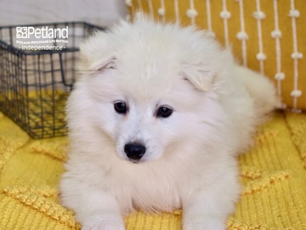 American Eskimo-DOG-Male-White-4872-Petland Independence & Lee's Summit, MO