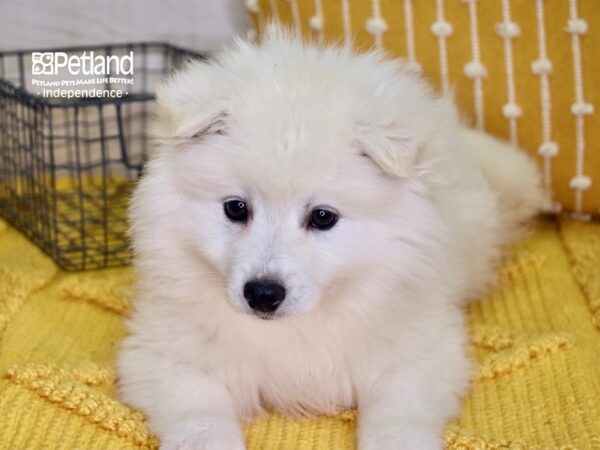 American Eskimo-DOG-Male-White-4872-Petland Independence, Missouri